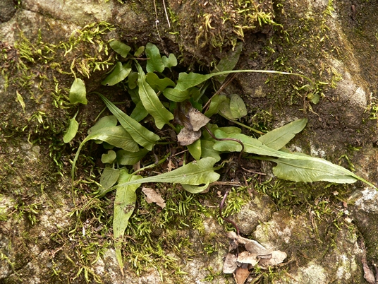 {Asplenium rhizophyllum}